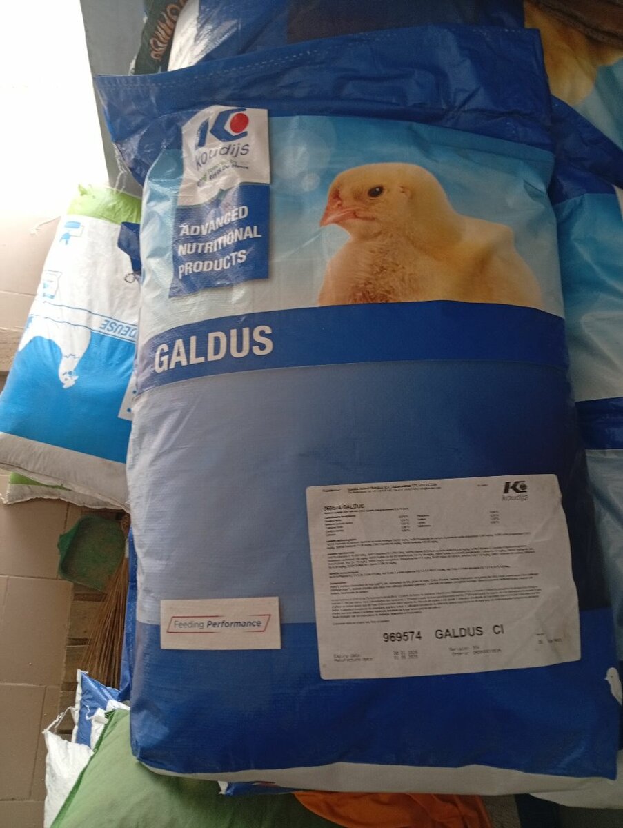 Galdus1