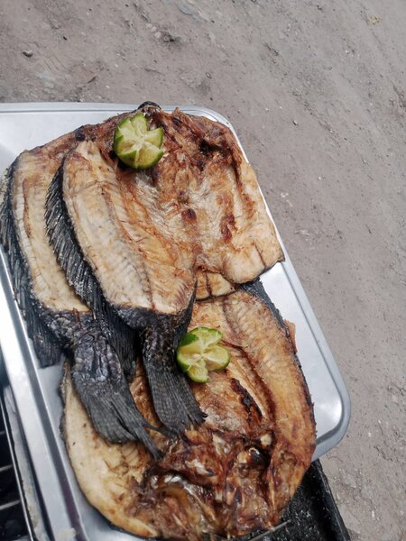 Fish