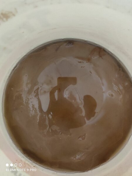 KOMBUCHA
