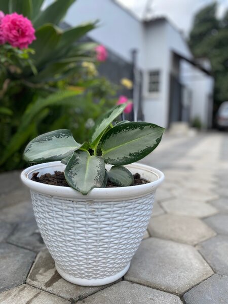 Garden plant