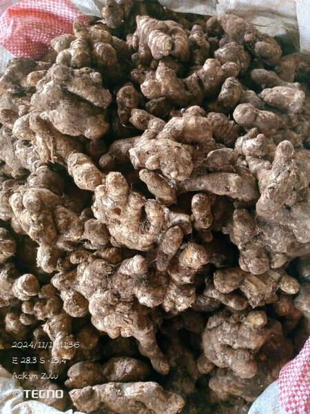 Ginger fresh