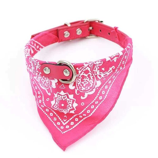 Collier petit caniche