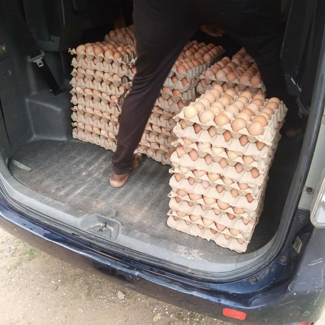 Chicken Eggs