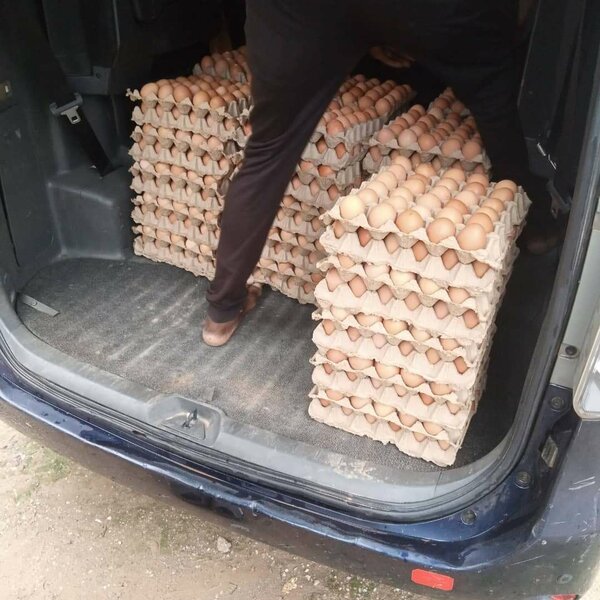 Chicken Eggs