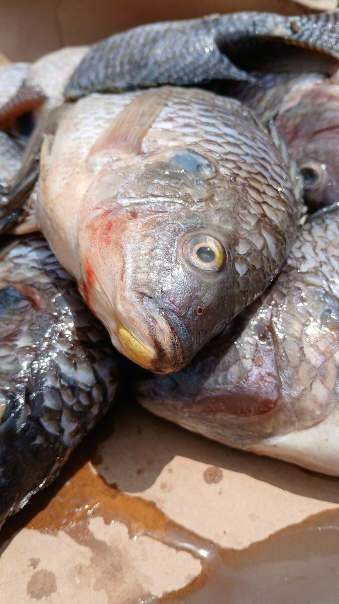Carpe tilapia