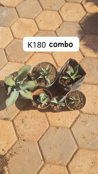 Plants