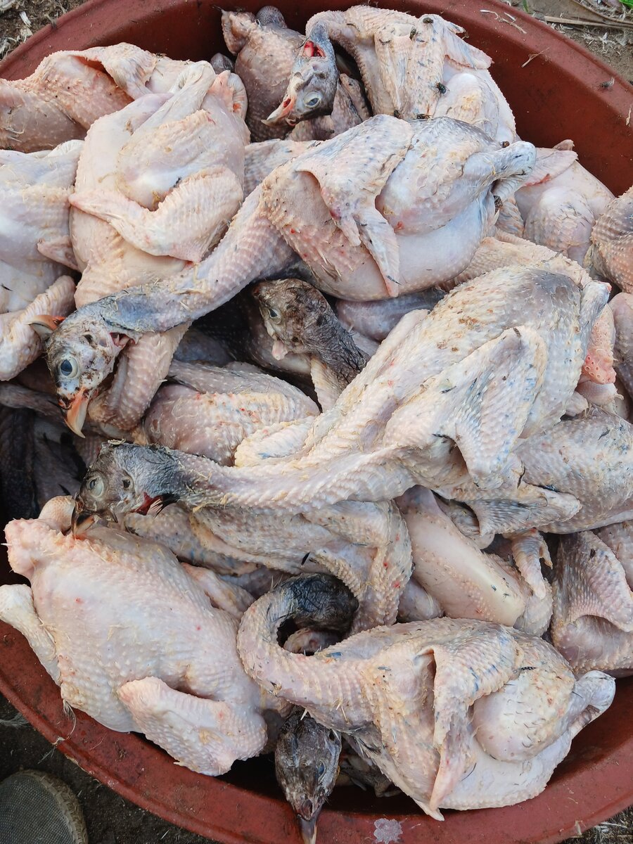 Pintade