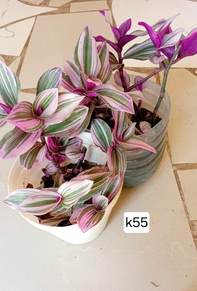 Plants