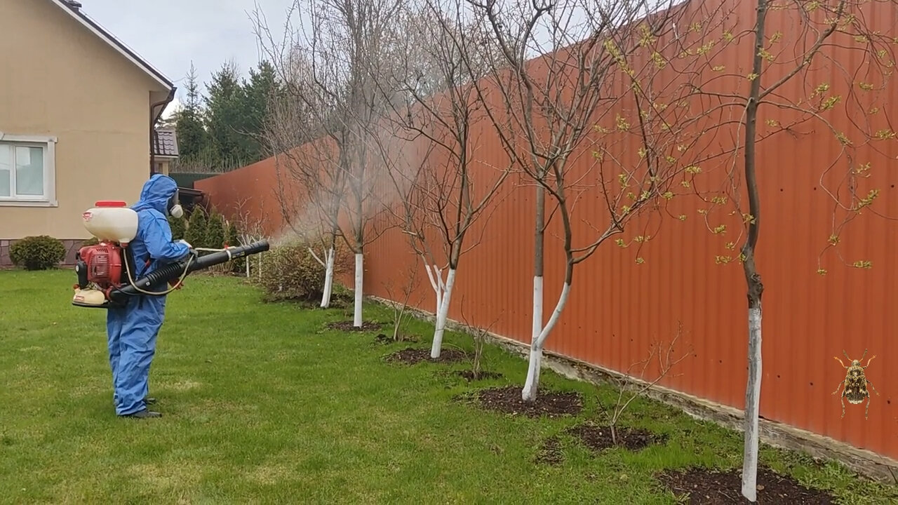 опрыскивание деревьев, обработка сада, медный купорос обработка деревьев яблони, растение, опрыскивание деревьев от тли