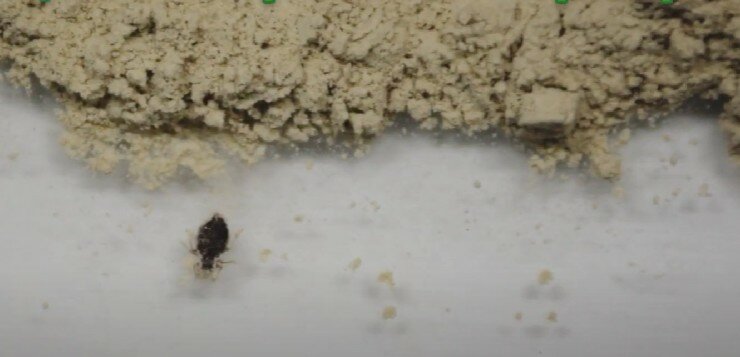 маленький жучок, жучки, домашние насекомые, мелкие насекомые, насекомое