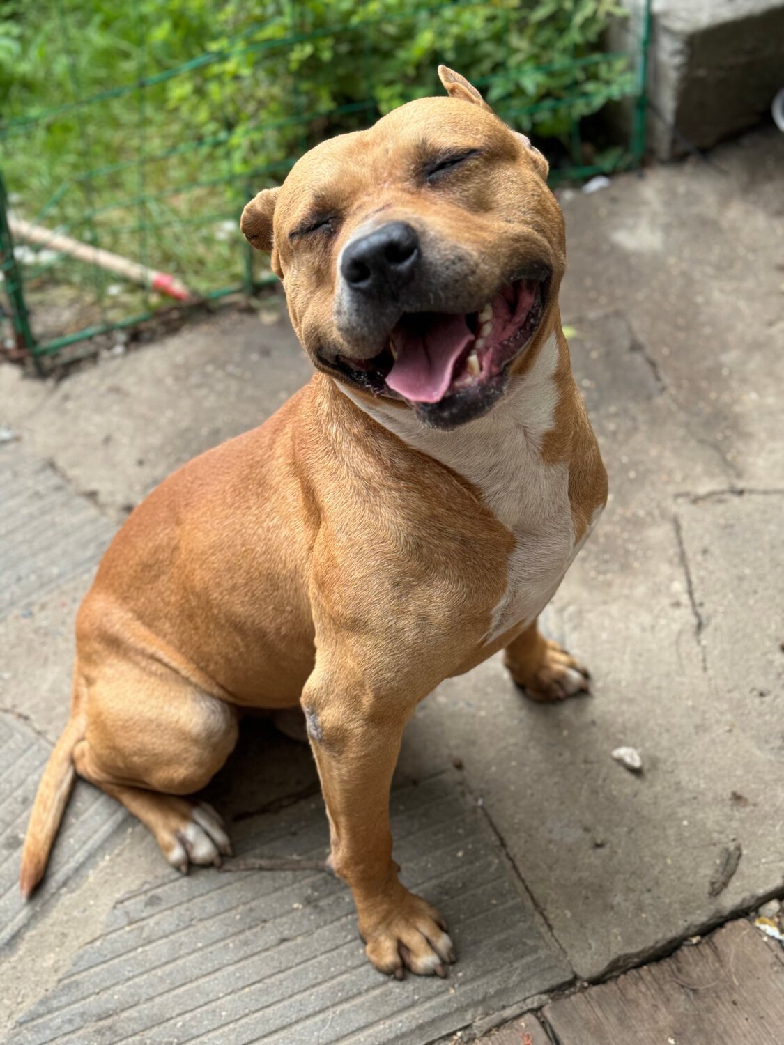 американский стаффордширский терьер, американский стаффордширский терьер рыжий, порода американский стаффордширский терьер, собака стаффордширский терьер, стаффордширский бультерьер