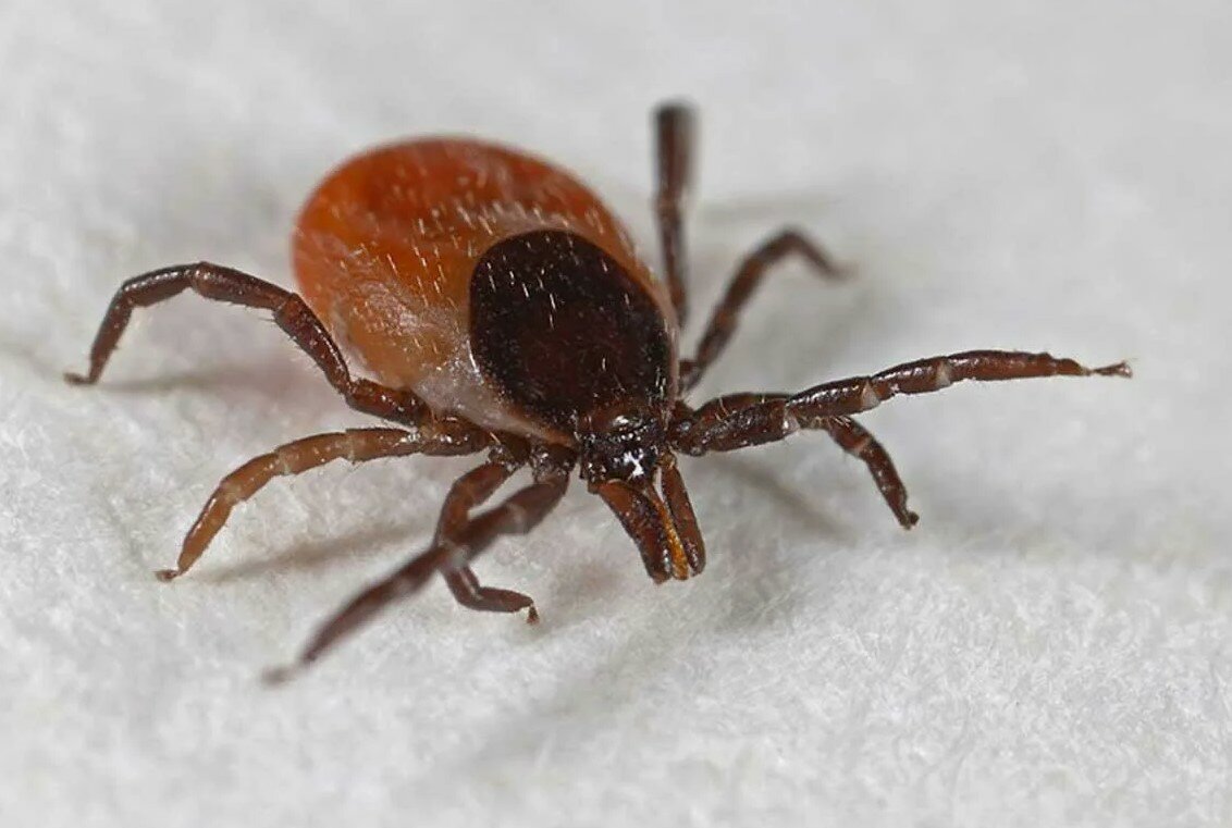 лесной клещ ixodes ricinus, иксодовые клещи, энцефалитный клещ иксодовый клещ, клещ, энцефалитного клеща