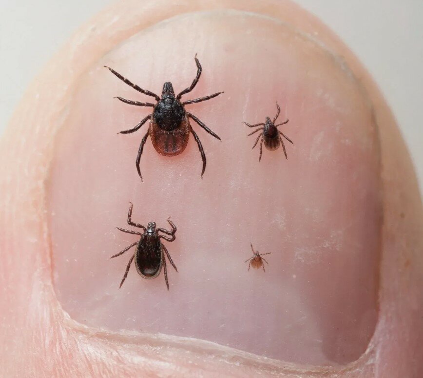 иксодовый клещ, нимфа иксодового клеща, клещ, ixodes ricinus, маленькие черные клещи