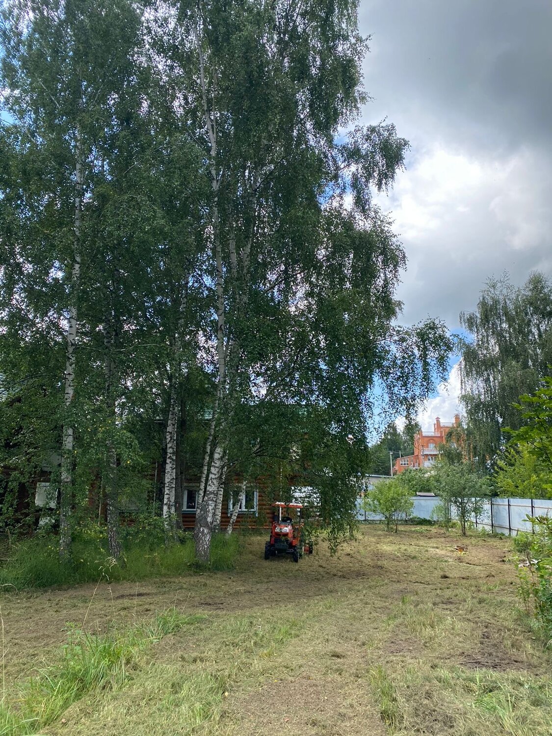 береза повислая betula pendula, береза повислая бородавчатая, береза повислая, берёза повислая далекарлийская, береза повислая криспа