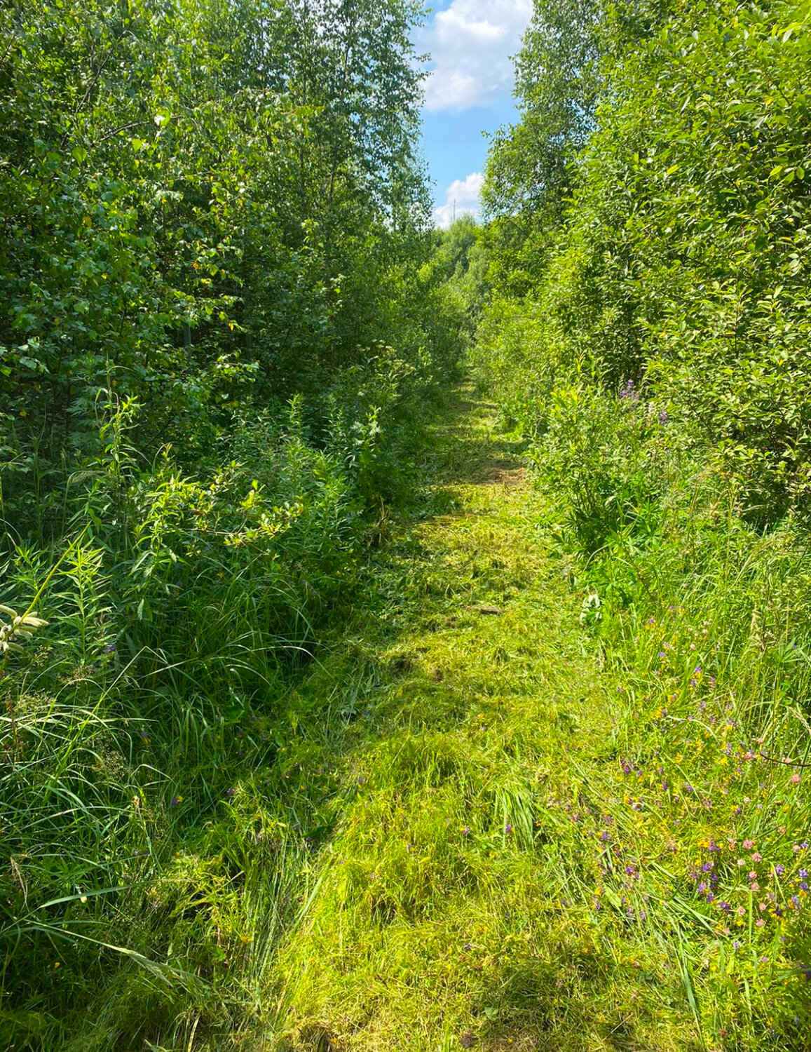 лес природа, дорога на, лес, участка, зеленая природа