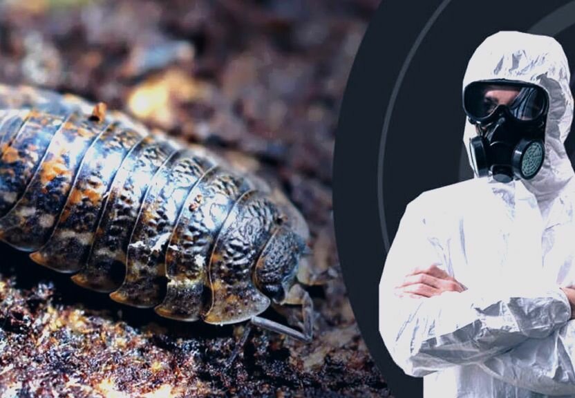 мокрица trachelipus rathkii, мокриц, мокрица жук мокрица, дезинсекция, мокрица броненосец обыкновенная