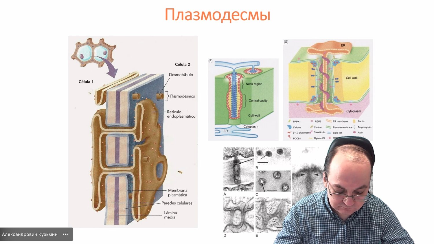 плазмодесмы растительной клетки схема, плазмодесмы растительной клетки, строение клеточной стенки, клеточная стенка растений, клеточная стенка плазмодесмы