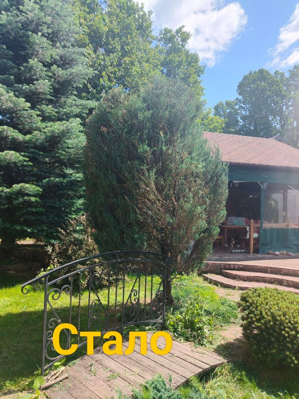 можжевельник скальный блю эрроу, можжевельник скальный скайрокет, можжевельник скальный, можжевельник скальный блю, можжевельник