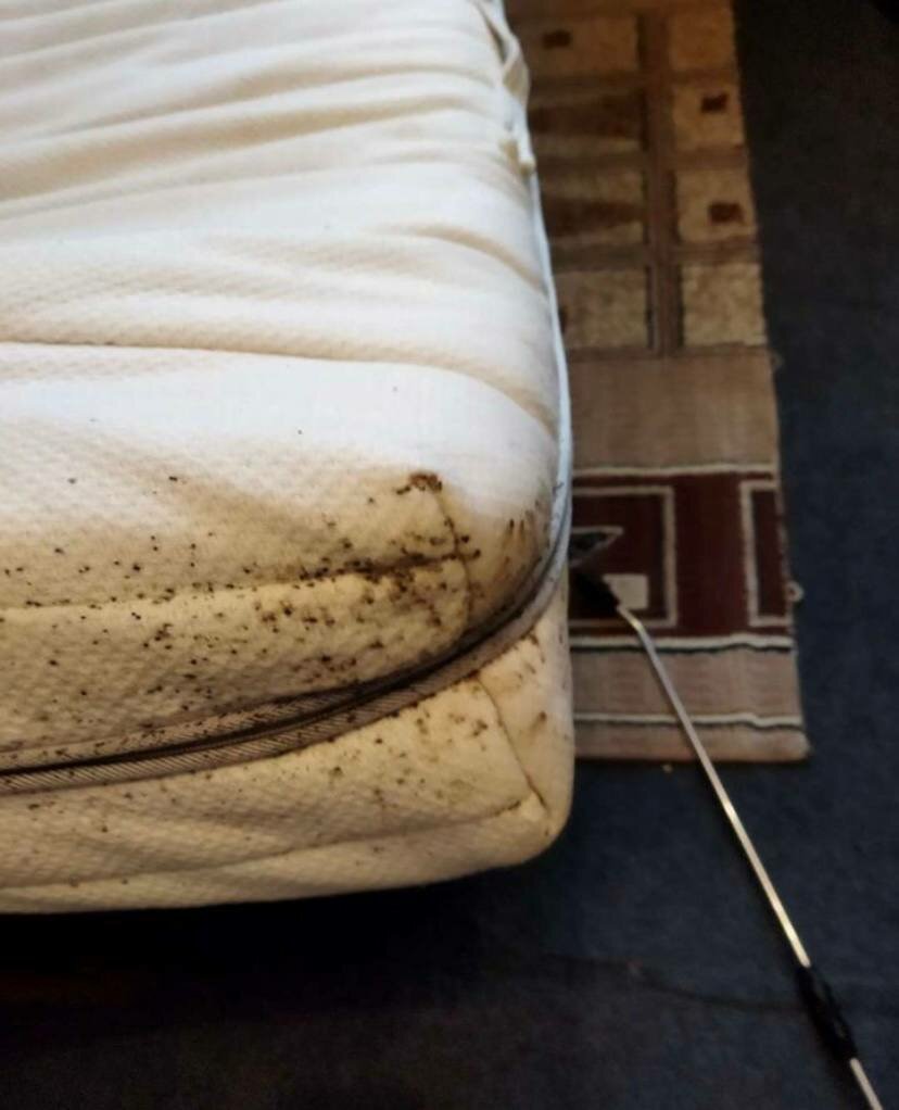 клопы в матрасе, домашние клопы, клопы в диване, матрасные клопы, кроватные клопы