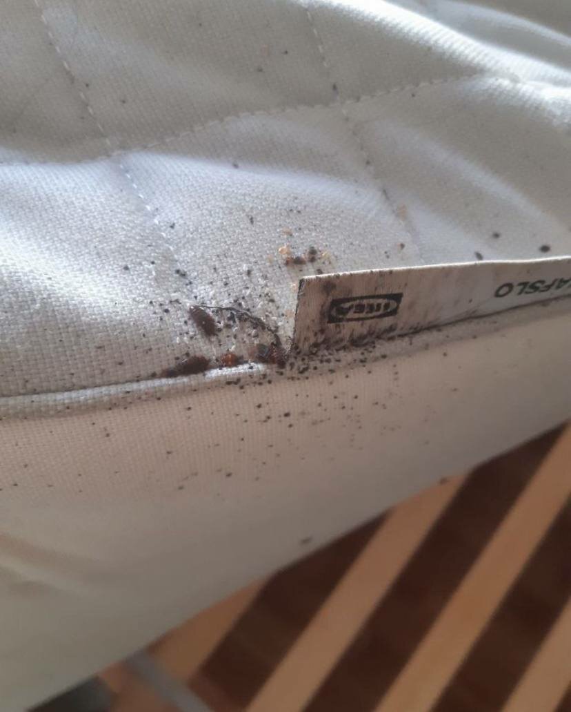 клопы, клопы на матрасах, домашние клопы, клопы тараканы, клопов на матрасе