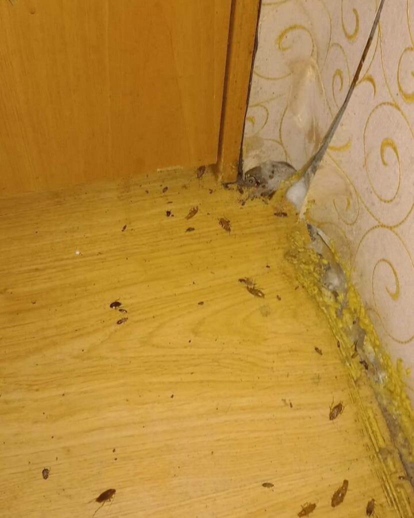 тараканы в квартире, таракан домашний, клопы в доме, домашние тараканы, мыши в доме