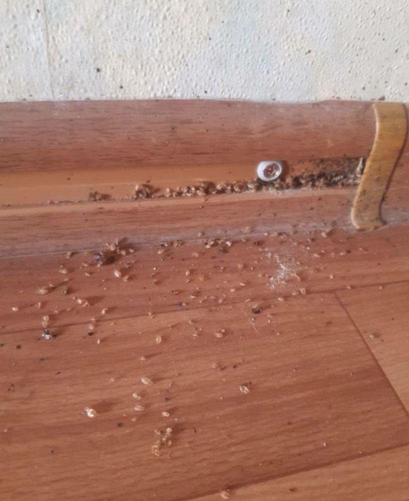 домашние клопы, насекомое, клопы в диване, клопы, клопы в квартире