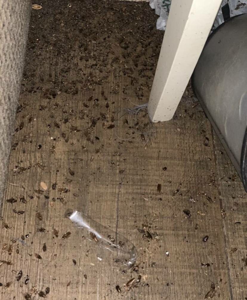 тараканы в квартире, таракан на полу, таракан домашний, тараканы в доме, клопы тараканы