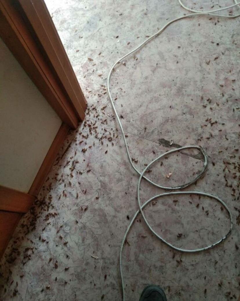 грязный пол, полы в квартире, паркет в квартире, уборка квартир, грязь в квартире