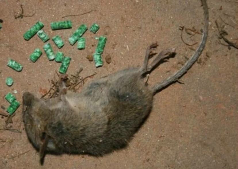 дохлая мышь, отрава для крыс и мышей, крыса мертвая, крыса мышь, убитая мышь