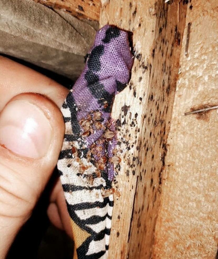 ящерица ядозуб, ящерица, насекомое, ядовитые ящерицы, ящерицы ящерицы