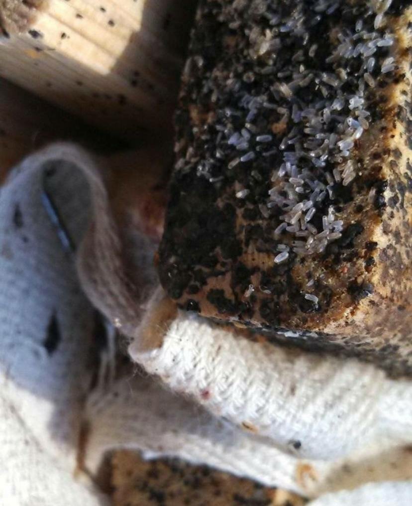 домашние клопы, клопы квартирные, откуда берутся клопы в квартире, клопы в навозе, гнезда клопов