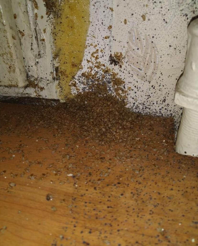 тараканы в квартире, клопы тараканы, муравьи в доме, клопы в доме, насекомое