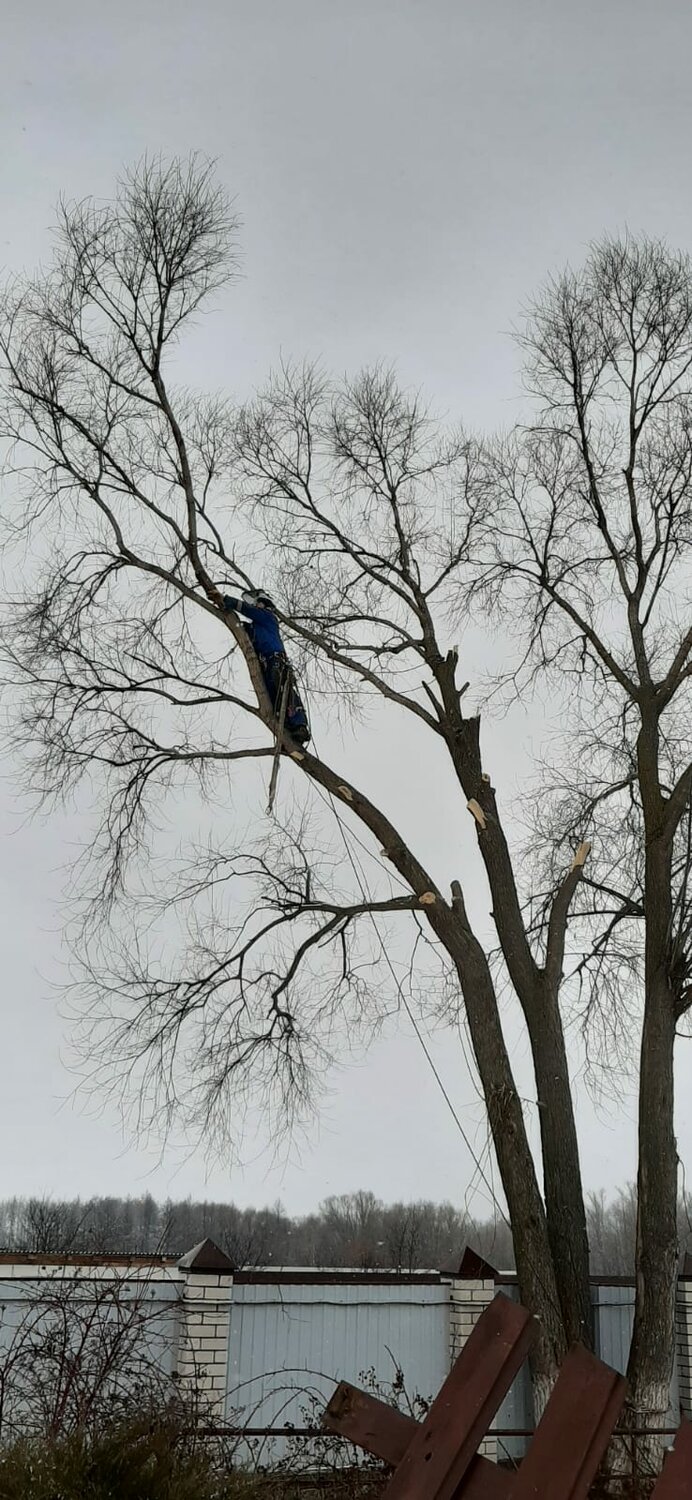 дерево, дерево спил, дерево ветка, дерево весной, спилить дерево по частям