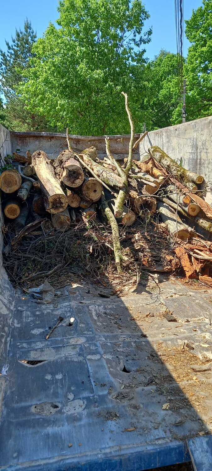 спиленное дерево, вырубка деревьев, спил дерева, вырубленные деревья, дерево