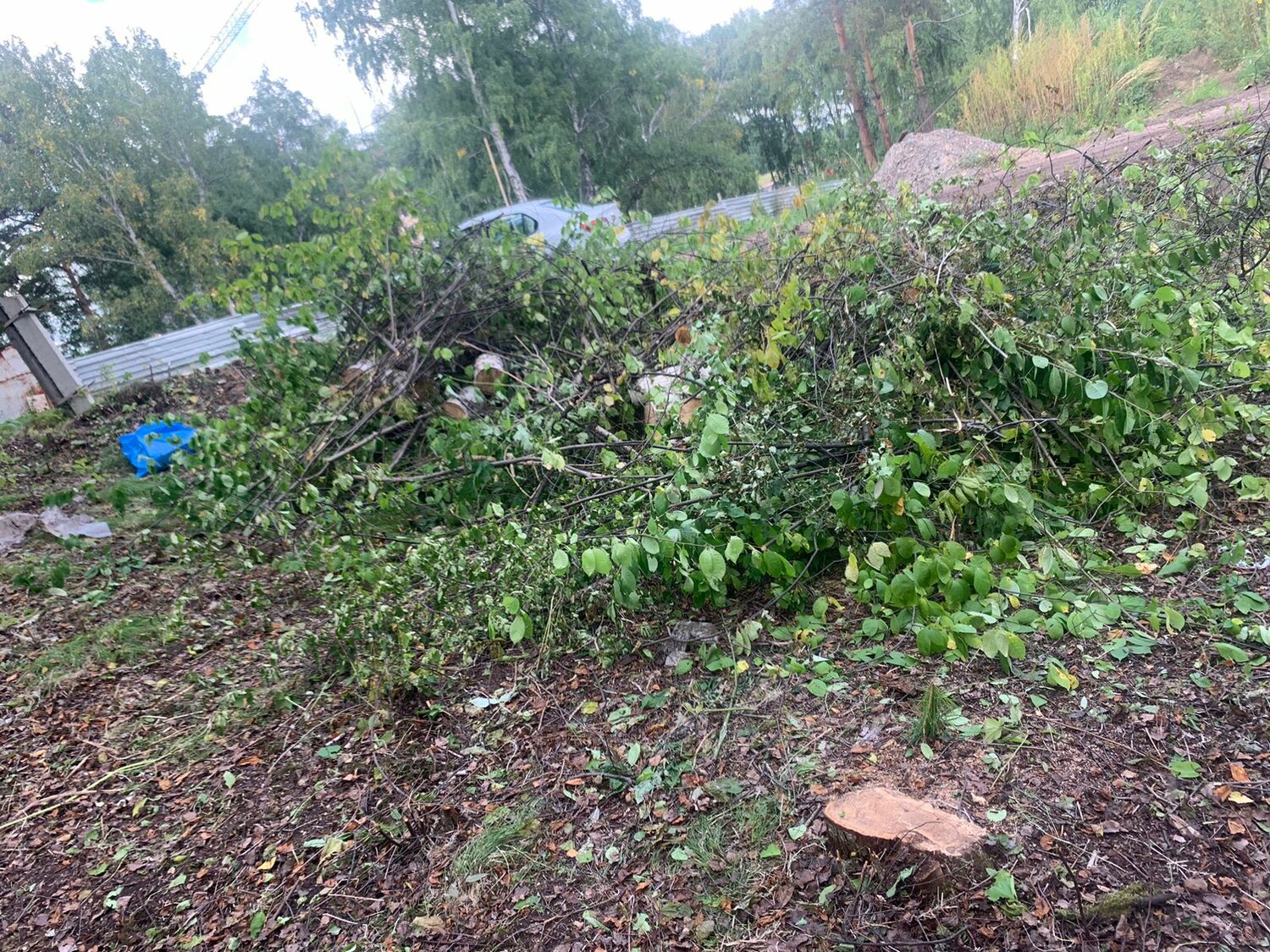 жимолость куст, дерево инга, мебель, расчистка участков, поваленные деревья