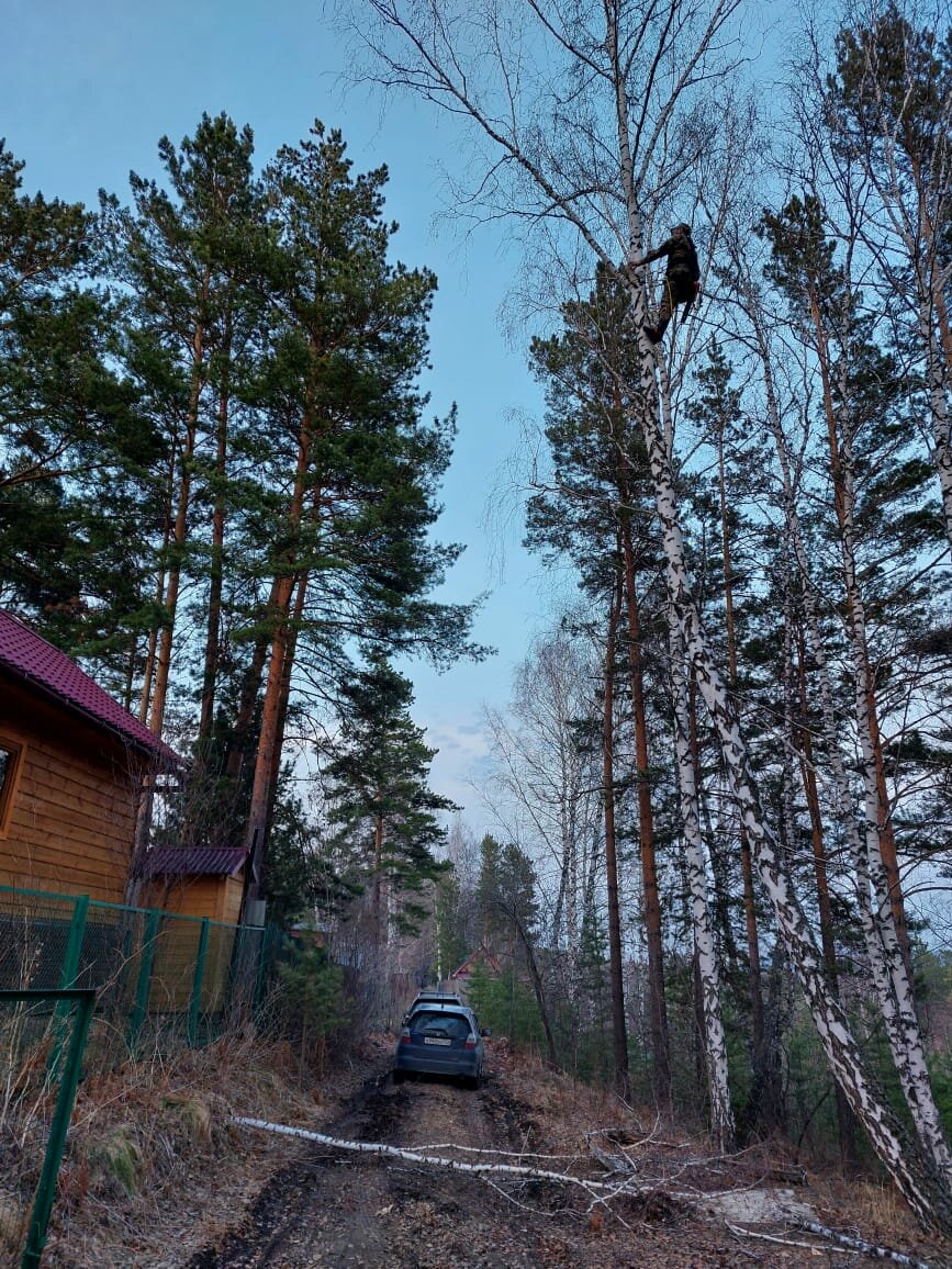 природа, в сосновом бору, в бору, лесная, лес