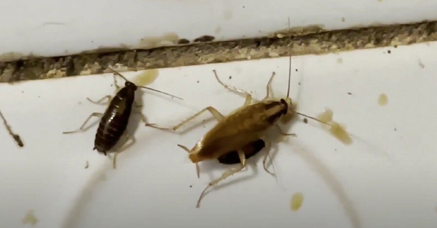 таракан домашний, таракан, домашние тараканы, нимфа прусак таракан, таракан домашний маленький