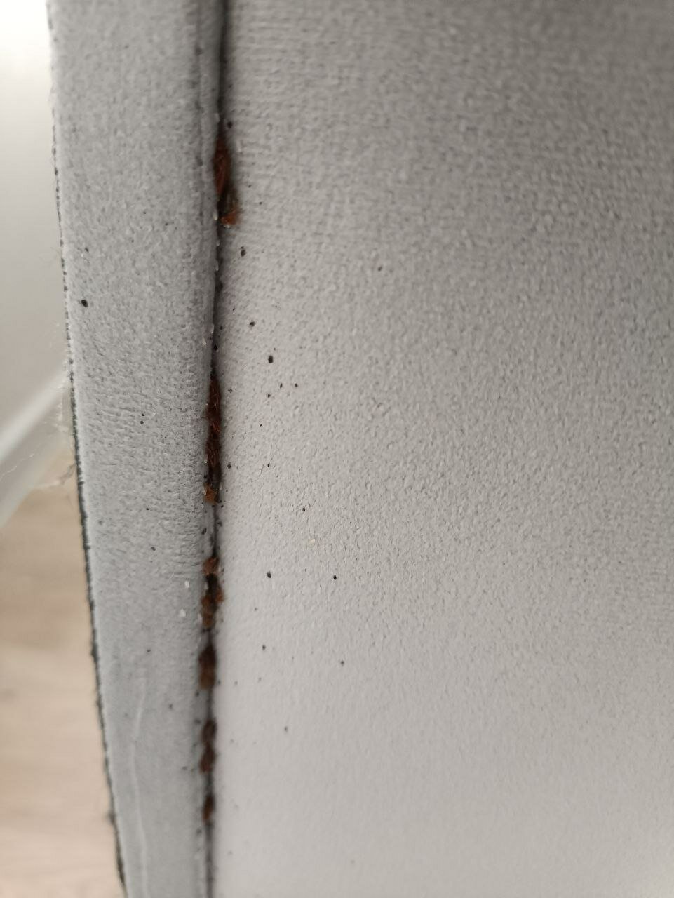 клопы на потолке, клопы на стенах в квартире, клопы под обоями, клоп в квартире, клопы на стенах