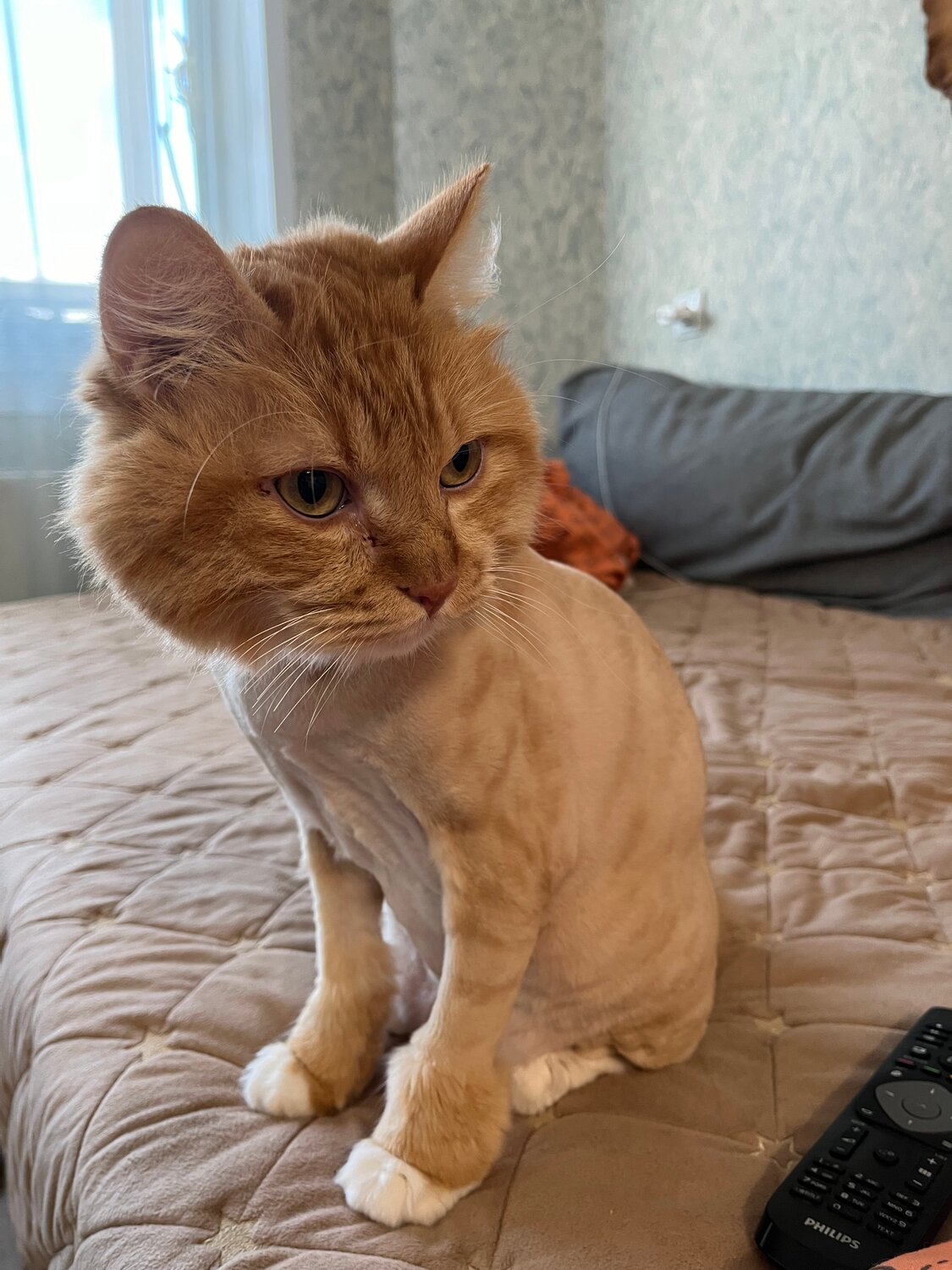 стрижка кошек, стрижка котов, стрижка кота, кот стриженный под льва, кот