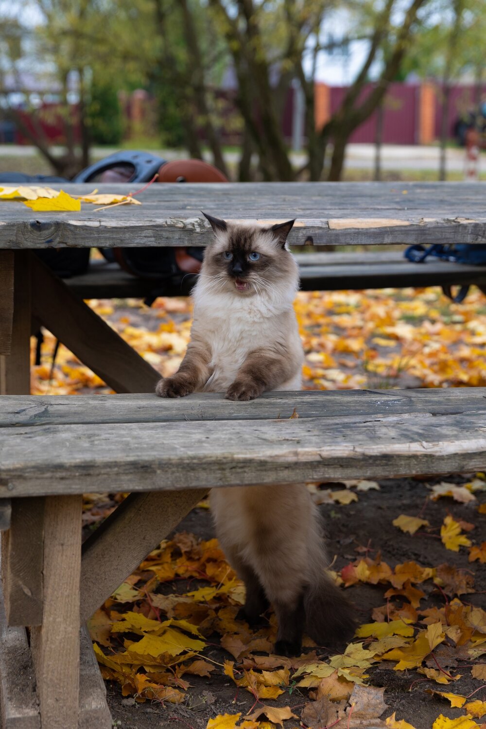 кошка, котик, кошка осень, балинезийская кошка, коты осень