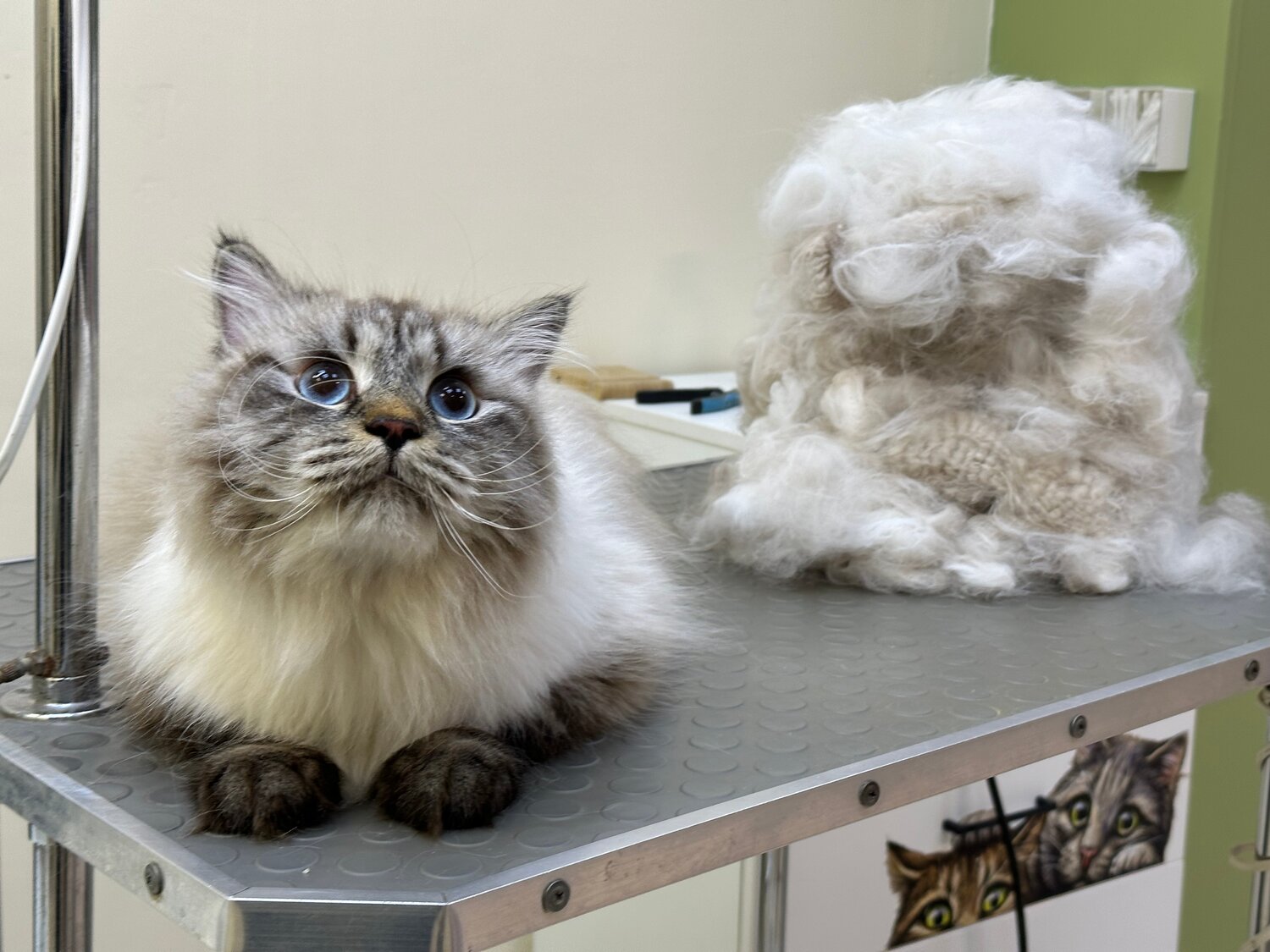 невская маскарадная кошка, груминг кошек, невская маскарадная кот, невская порода кошек, сибирская порода кошек