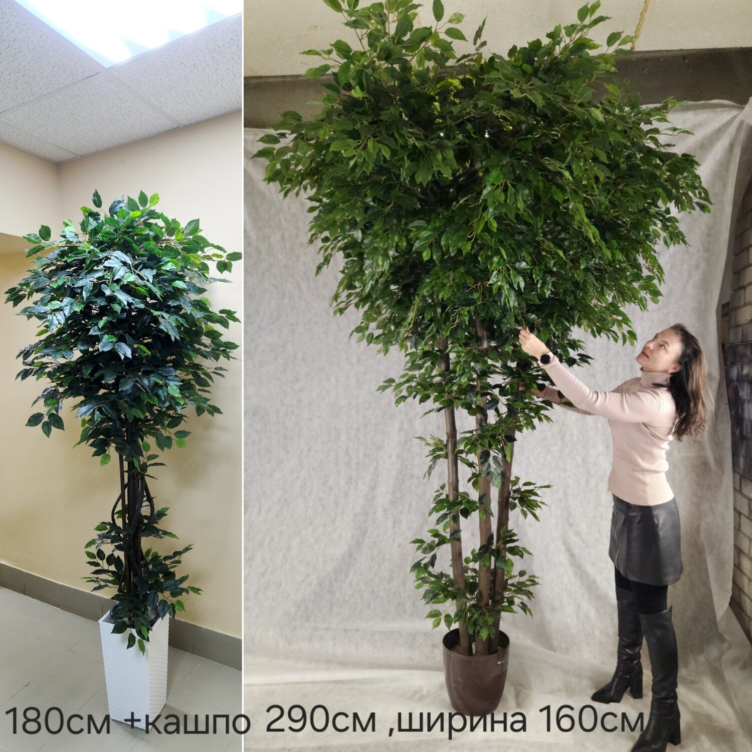 фикус бенджамина дерево, искусственное дерево фикус, бенджамина фикус, фикус дерево, фикус
