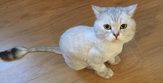 стрижка кота, стриженный шотландский кот, стрижка кошек, стрижка скоттиш страйт, стриженный британский кот