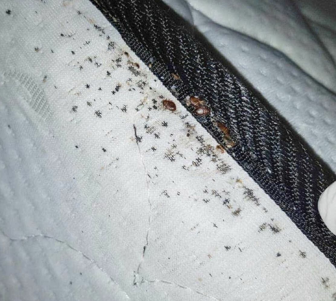 хитиновый покров клопов, клоп в матрасе, клоп постельный, постельный клоп гнездо, клоп домашний постельный