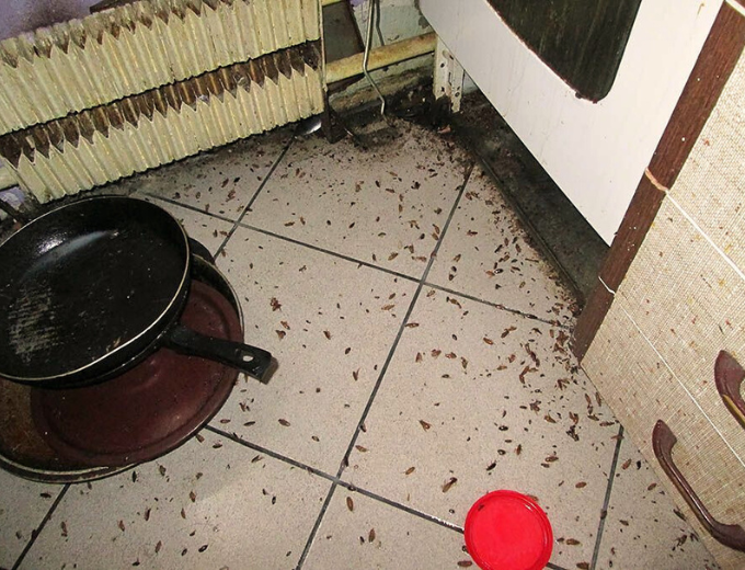 таракан на кухне, маленькие тараканы на кухне, таракан в квартире, много тараканов в квартире, гнезда тараканов в квартире