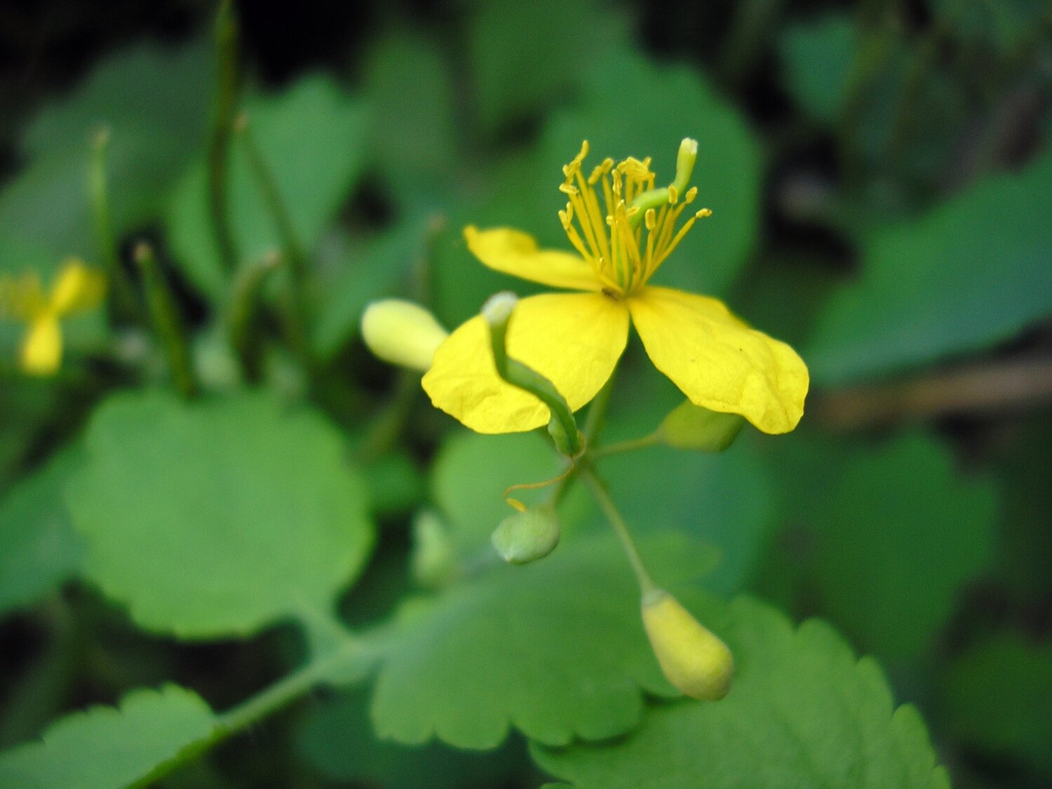 чистотел chelidonium majus, chelidonium majus, chelidonium. хелидониум (чистотел)., растение чистотел, трава чистотел