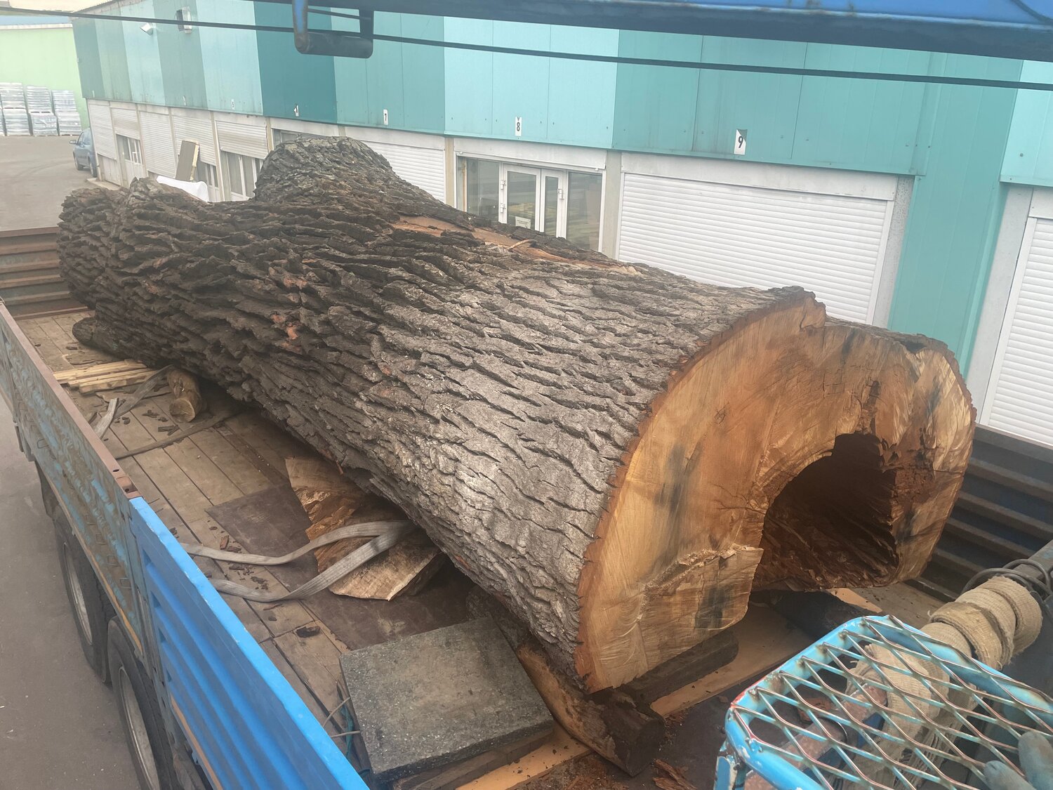 дерево бревно, спиленное дерево, спил дерева, дерево, дуб кругляк