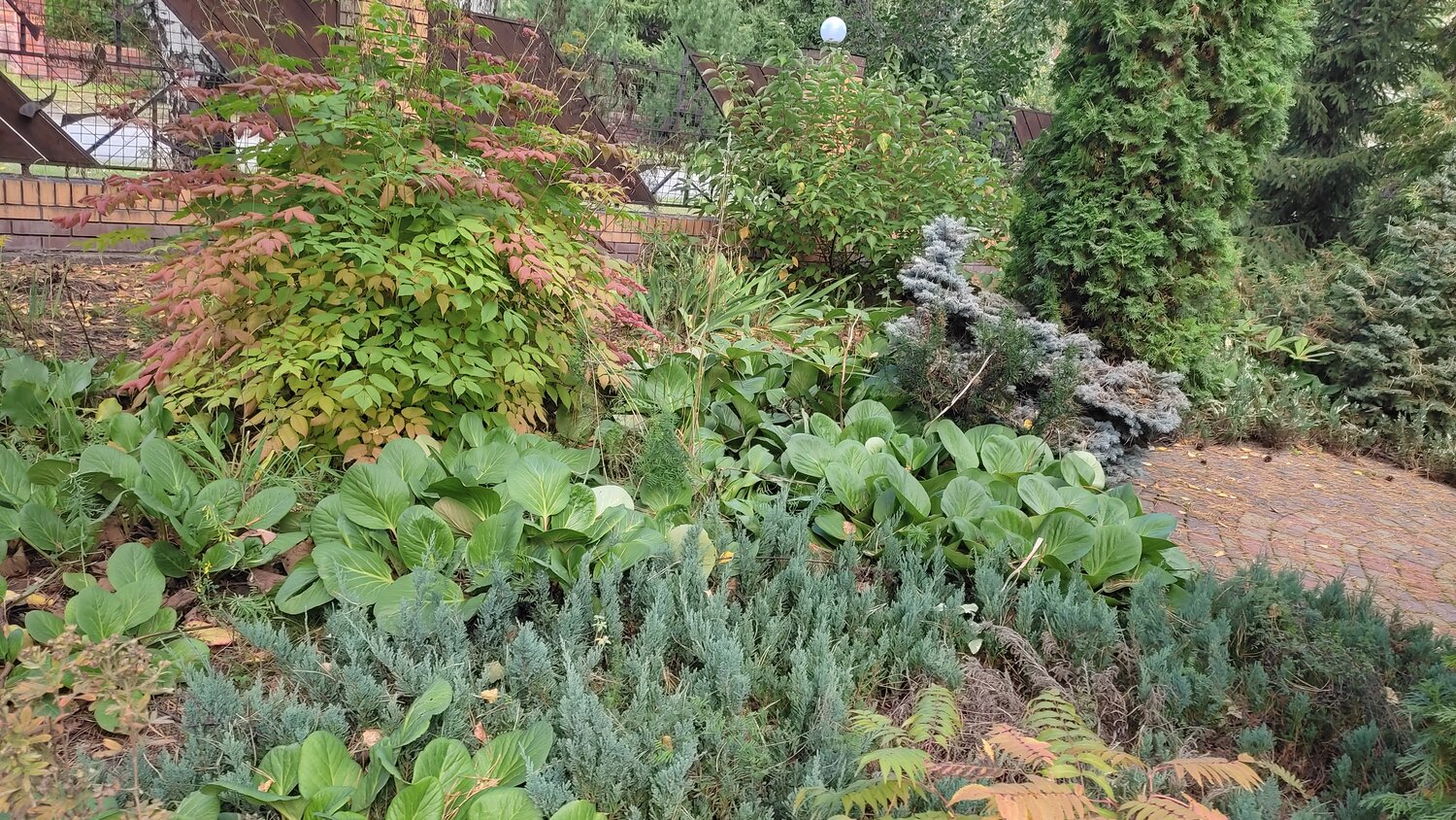 сад, папоротник роджерсия миксбордер, растение, ландшафтный дизайн сада, botanic garden