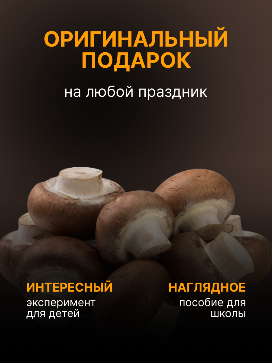 шампиньоны, шампиньоны свежие, королевский шампиньон лесной, свежие грибы, шампиньоны грибы