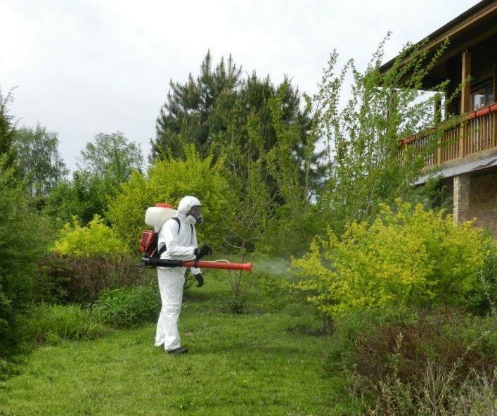дезинсекция комаров, борщевик на участке, дезинсекция, акарицидная обработка, дезинсекция и дератизация